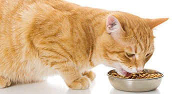 猫の1日の食事量はどれくらい？